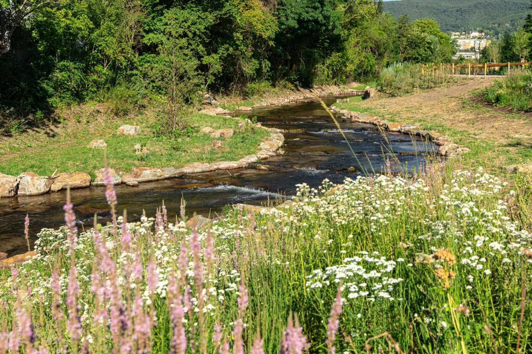 Hier sieht man den renaturierten Speyerbach, mit schönen Blumen die in rosa und weiß blühen.