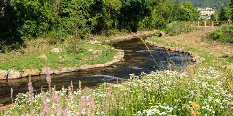 Hier sieht man den renaturierten Speyerbach, mit schönen Blumen die in rosa und weiß blühen.