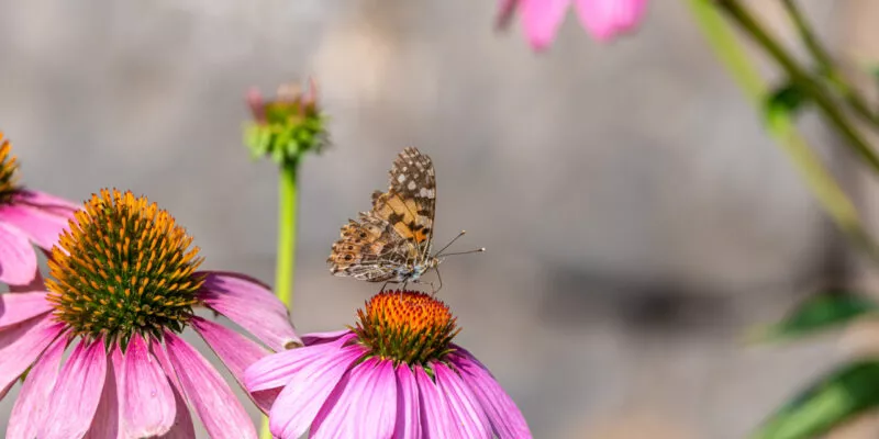 Eine Nahaufnahme eines Schmetterlings, der auf einer rosa Blüte sitzt.
