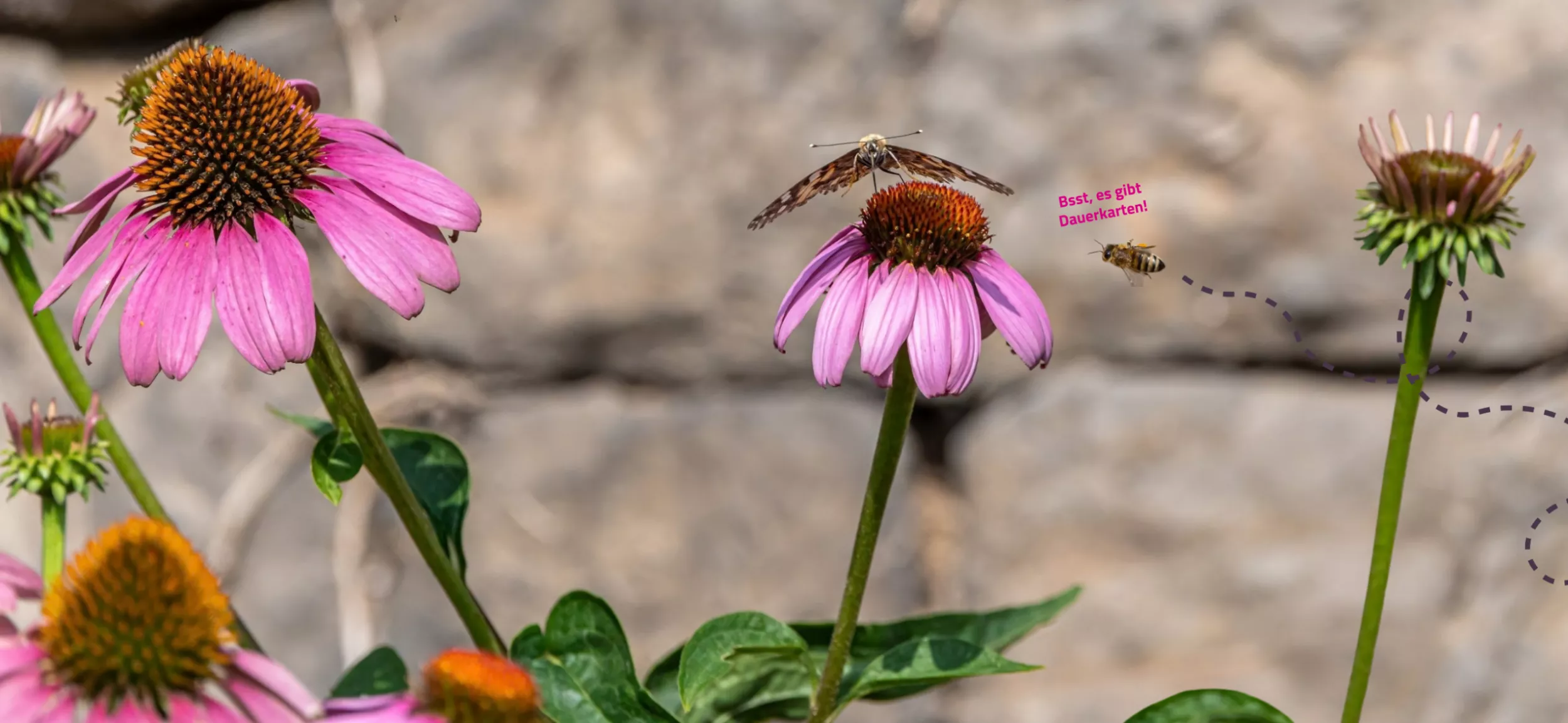 Foto zeigt einen Schmetterling und eine Biene, wie sie mehrere rosafarbene Sonnenhüte umkreisen, dabei die Aufschrift "Bsst, es gibt Dauerkarten!"