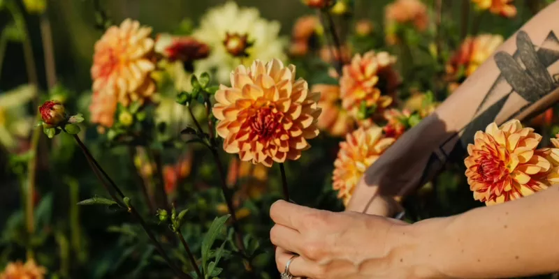Anmeldungen offen: Ehrenamt bei der Landesgartenschau 2027